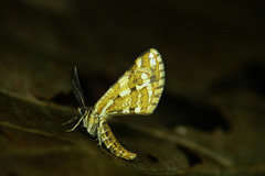 Narraga fasciolaria