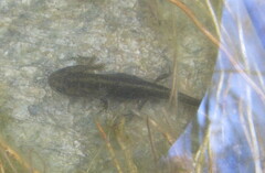 Ichthyosaura alpestris