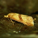 Cochylimorpha hilarana - Photo (c) Michał Brzeziński, algunos derechos reservados (CC BY-NC), subido por Michał Brzeziński