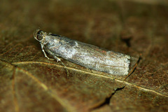 Laodamia faecella