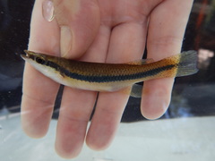 Fundulus olivaceus