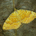 Yellow Shell Moth - Photo (c) Michał Brzeziński, some rights reserved (CC BY-NC), uploaded by Michał Brzeziński