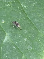 Arthropoda