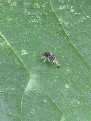 Arthropoda