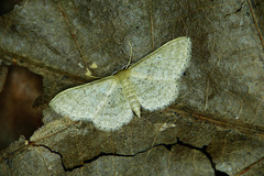 Idaea sylvestraria