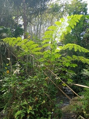 Sphaeropteris glauca