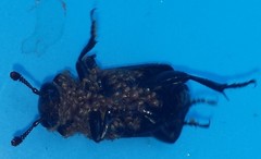 Nicrophorus pustulatus