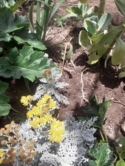 Asteraceae
