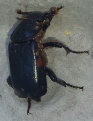 Nicrophorus pustulatus