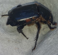 Nicrophorus pustulatus