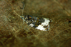 Apotomis sororculana