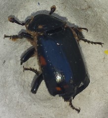 Nicrophorus pustulatus