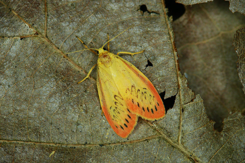 Rosy Footman