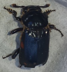 Nicrophorus pustulatus