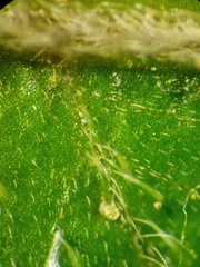 Sphaerostephanos polycarpos