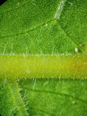 Sphaerostephanos polycarpos