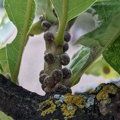 Nanokermes pubescens