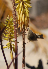 Phylloscopus canariensis