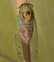 Diceroprocta delicata