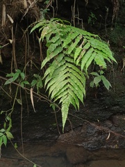 Sphaerostephanos penniger