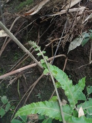 Sphaerostephanos penniger