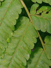 Sphaerostephanos penniger