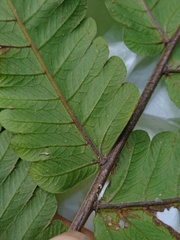 Sphaerostephanos penniger