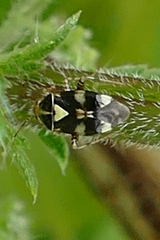Liocoris tripustulatus