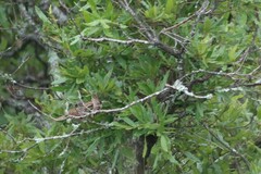 Campylorhynchus gularis