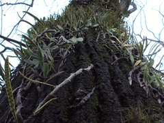 Microgramma mortoniana