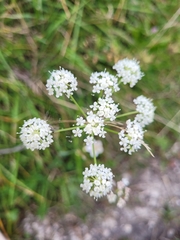 Peucedanum cervaria