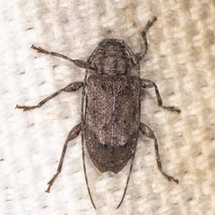 Astylopsis arcuata