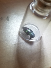 Chrysobothris chrysoela