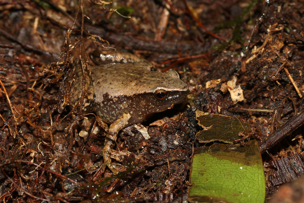 Misima Island Mehely Frog