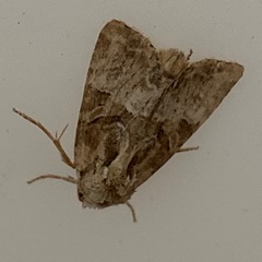 Mesoligia furuncula