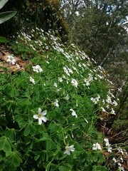 Oxalis alpina
