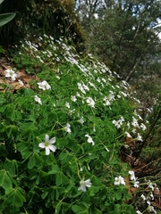Oxalis alpina