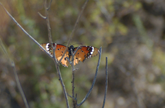 Danaus chrysippus
