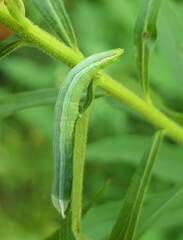 Leuconycta diphteroides
