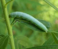 Leuconycta diphteroides