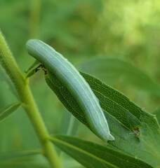 Leuconycta diphteroides