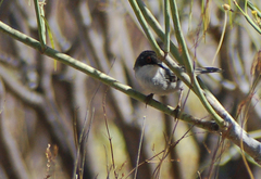 Curruca melanocephala