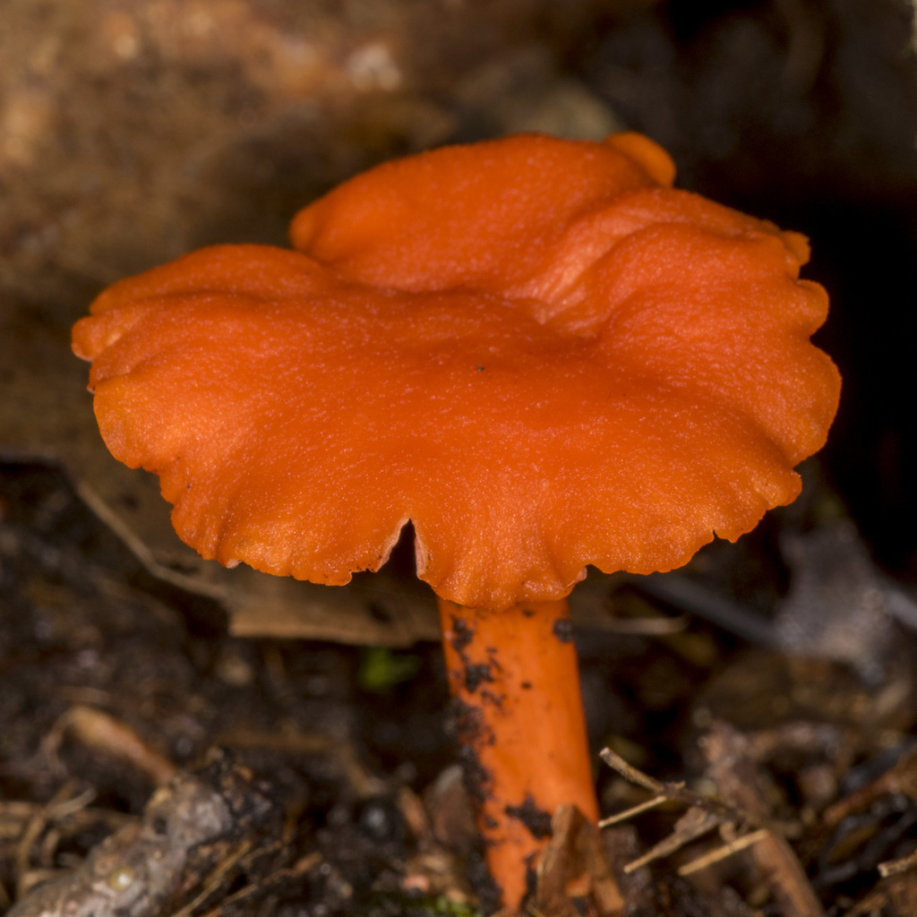 Red Chanterelle from Rockland County, NY, USA on July 27, 2018 at 1035