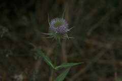 Dipsacus fullonum