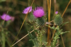 Cirsium vulgare