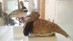 Chlamydotis undulata