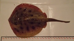 Urobatis maculatus