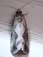 Endothenia nubilana