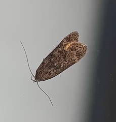 Anacampsis populella