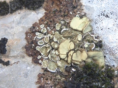 Squamarina gypsacea
